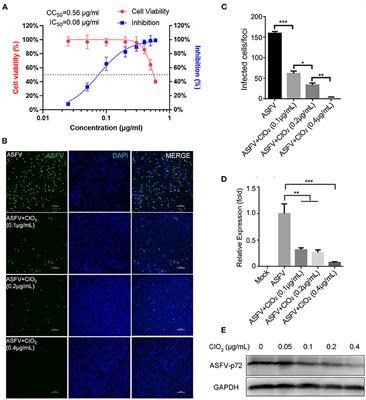 Chlorine Dioxide Inhibits African Swine Fever Virus by Blocking Viral Attachment and Destroying Viral Nucleic Acids and Proteins